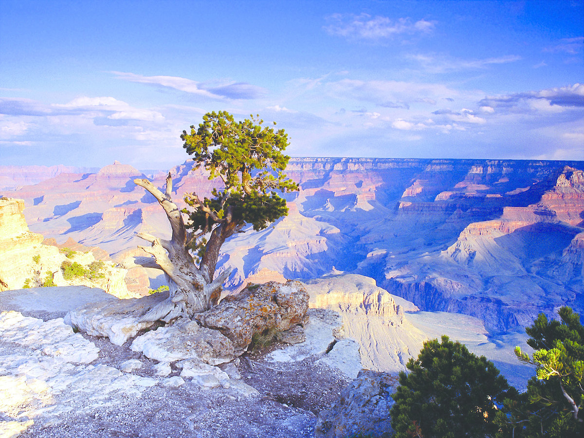 Globus Tour Grand Canyon View