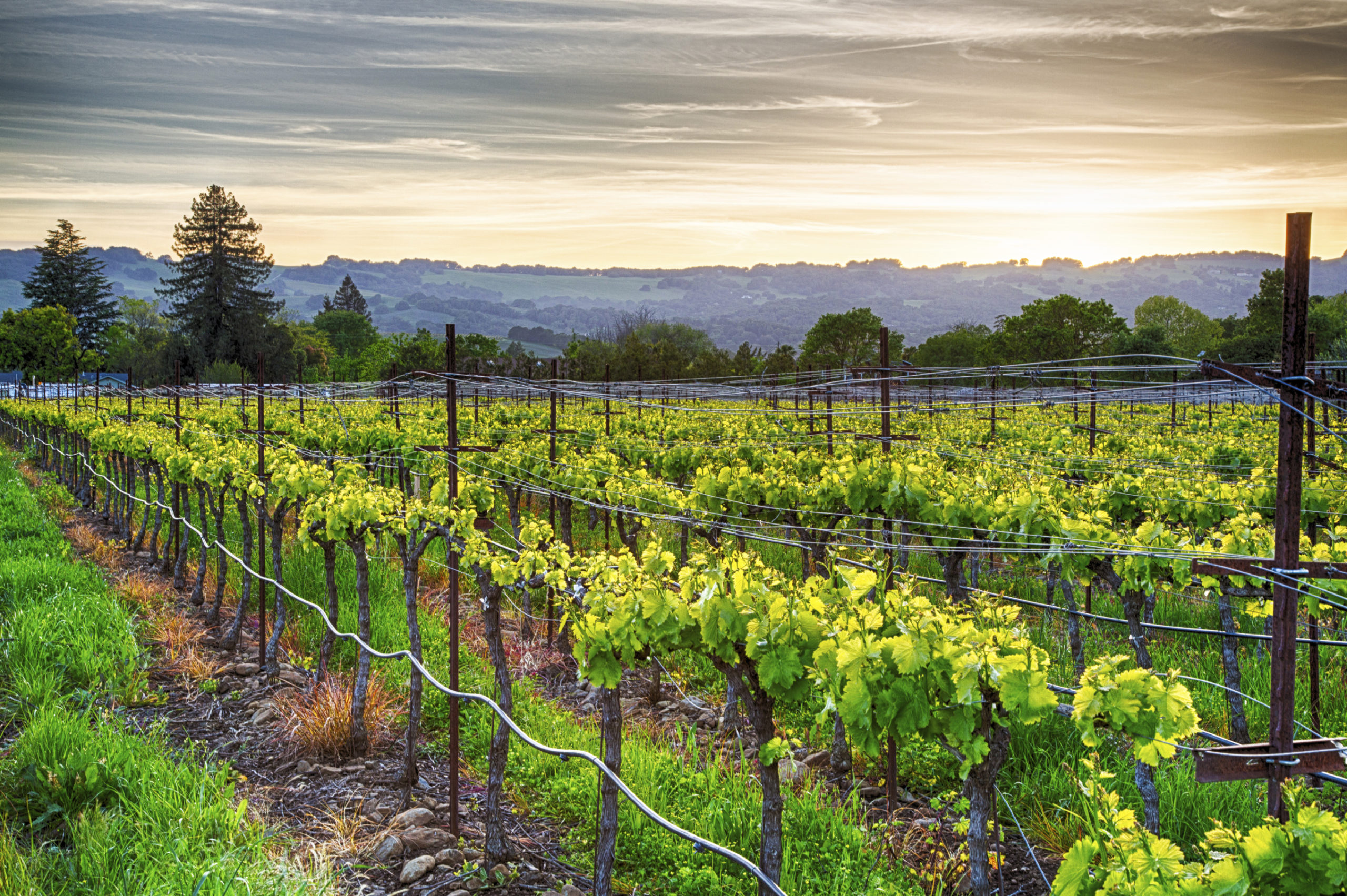 Napa Valley Vineyard