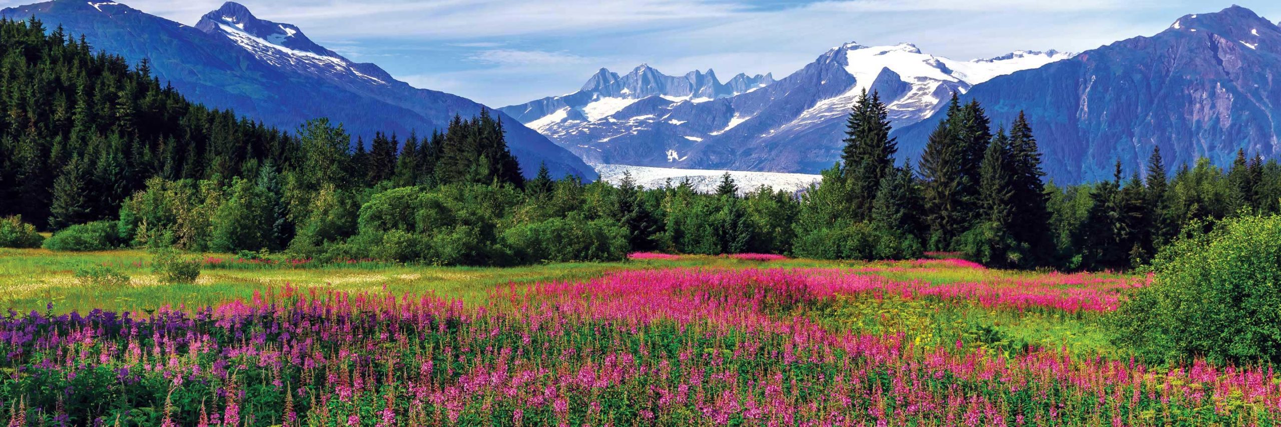 Field of wild flowers and mountains in SE Alaska