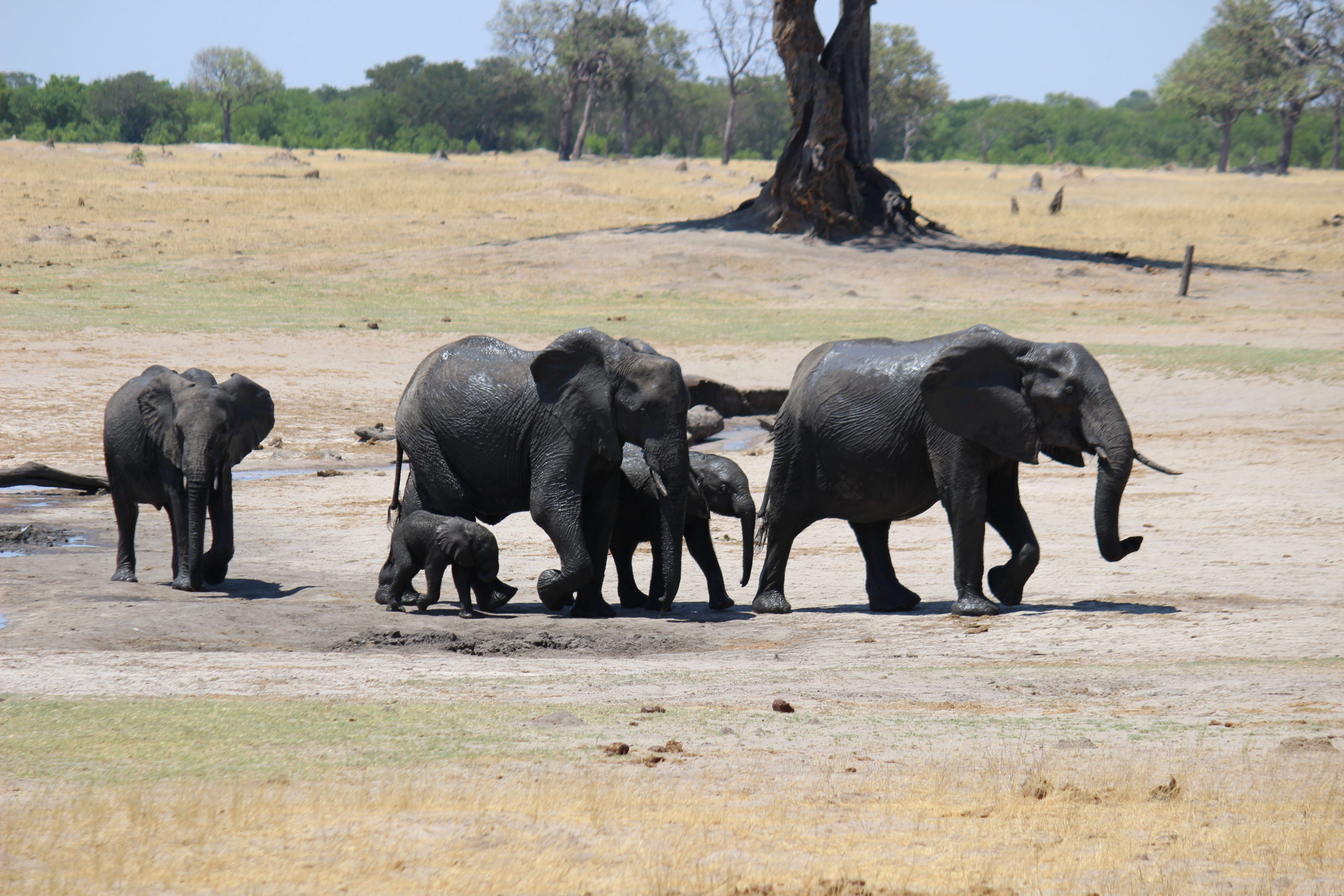 Elephant herd Africa