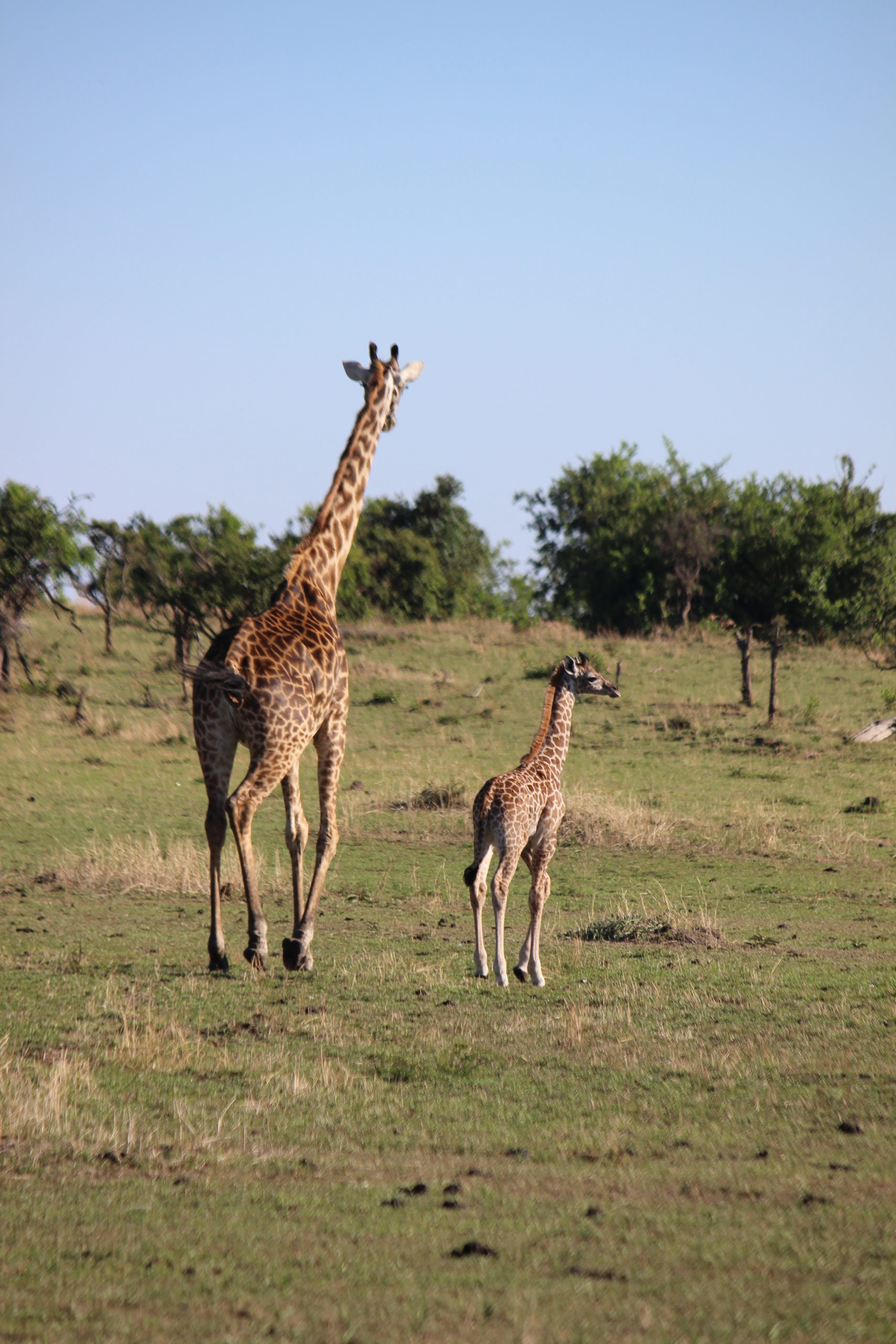 Giraffe and calf on safari