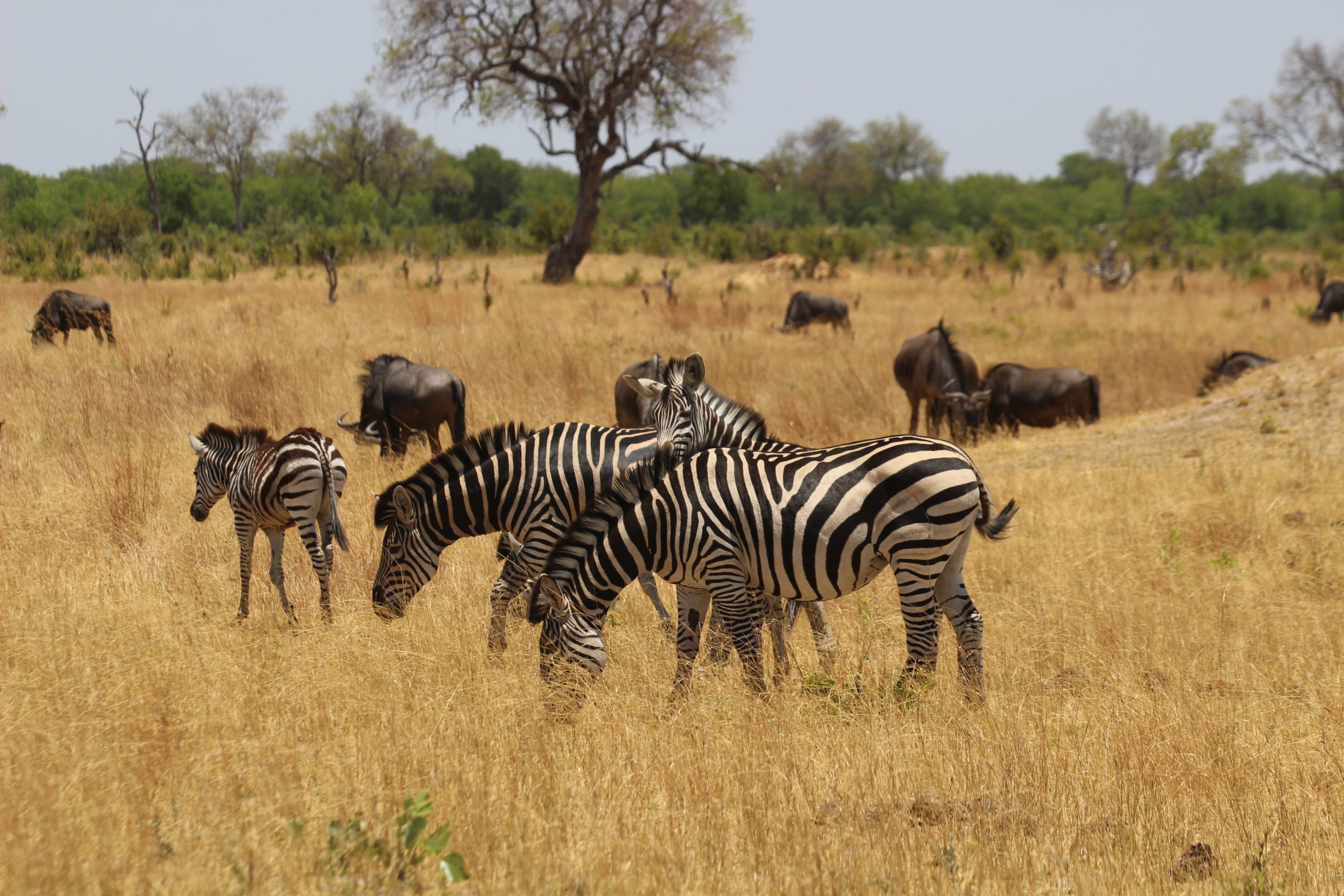 zebras on safari