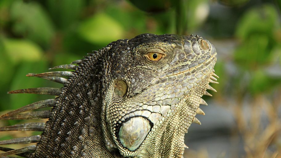 head of the beautiful big iguana in park of Saint Martin island of United States