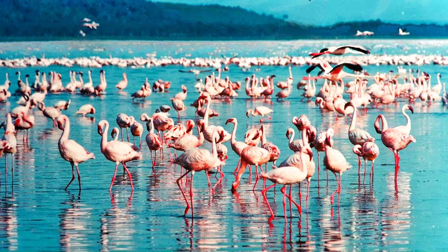 Flamingoes in Kenya