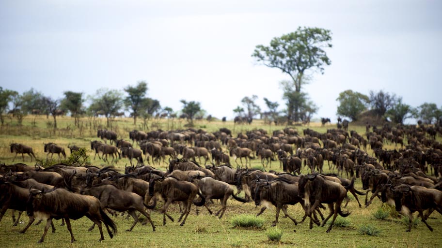 Serengeti National Park, Serengeti, Tanzania