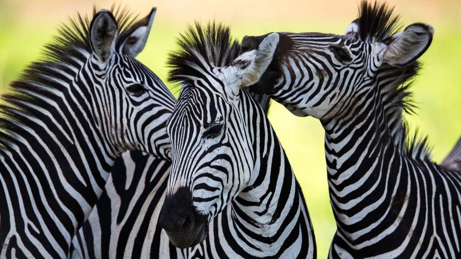 Zebras socialising and kissing