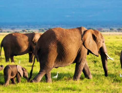 Safari Guide to Kenya and Tanzania: The Heart of Africa’s Wildlife