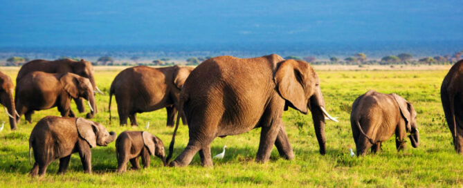 African Safari