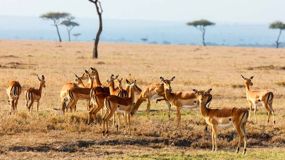 Impalas in Kenya