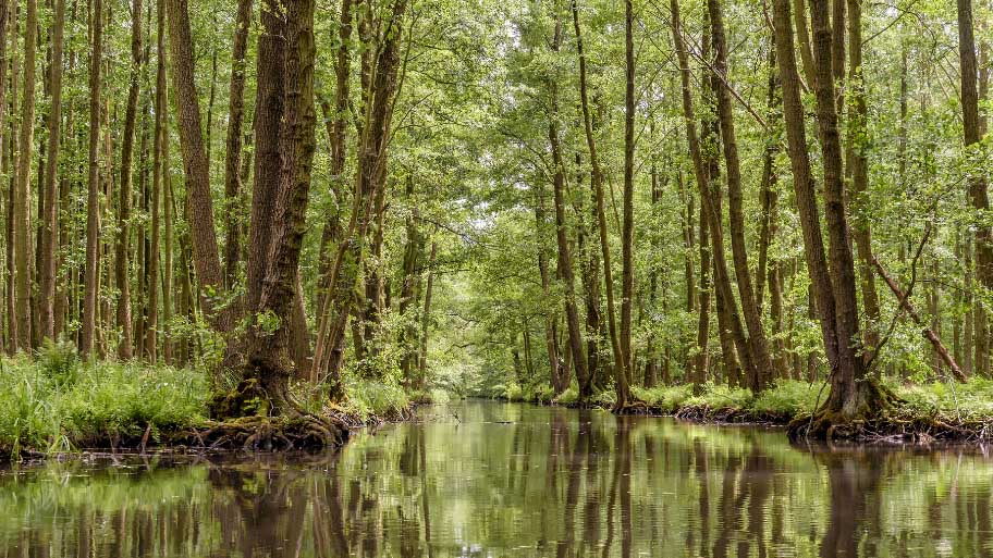 Spreewald, Brandenburg