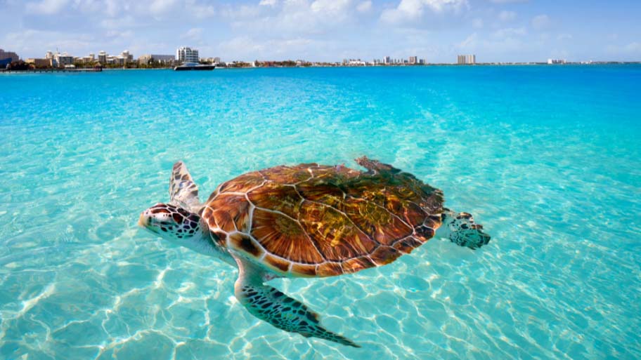 Cancun Beach Turtle in Mexico - Mexico Travel Guide