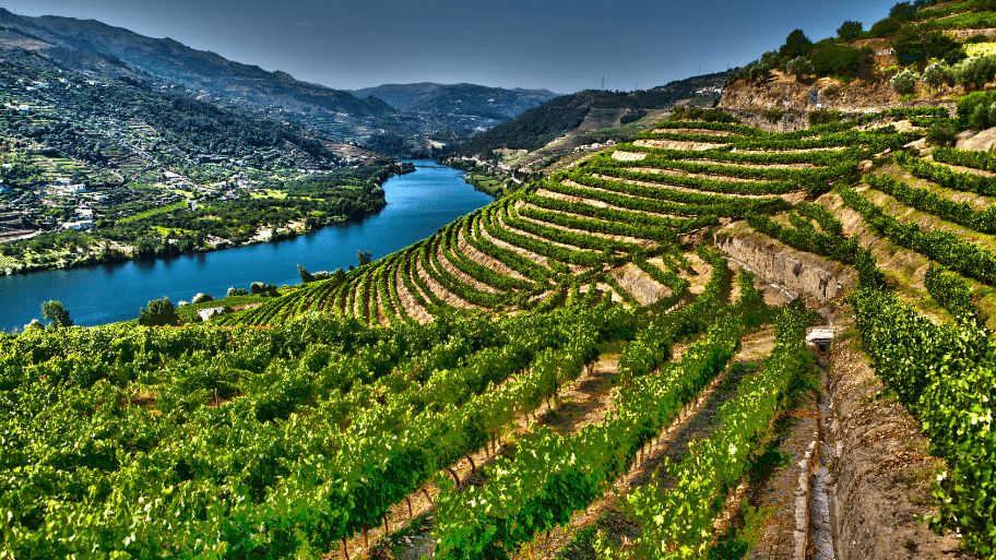vineyards of the Douro Valley