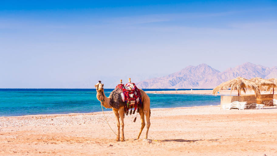 Camel beside a beach in Egypt